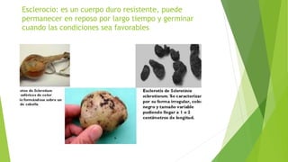 Esclerocio: es un cuerpo duro resistente, puede
permanecer en reposo por largo tiempo y germinar
cuando las condiciones sea favorables
 
