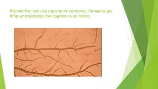 Rizomorfos: son una especie de cordones, formados por
hifas entrelazadas con apariencia de raíces.
 