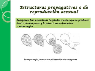 Estructuras propagativas o de
      reproducción asexual

Zoosporas: Son estructuras flageladas móviles que se producen
dentro de una pared y la estructura se denomina
zoosporangios
 