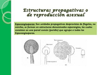 Estructuras propagativas o
        de reproducción asexual

Esporangiosporas: Son unidades propagativas desprovistas de flagelos, no
móviles, se forman en estructuras denominados esporangios, las cuales
consisten en una pared común (peridio) que agrupa a todas las
Esporangiosporas.
 