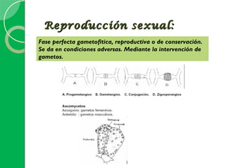 Reproducción sexual:
Fase perfecta gametofitica, reproductiva o de conservación.
Se da en condiciones adversas. Mediante la intervención de
gametos.
 