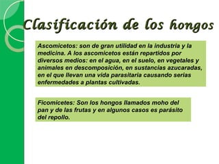 Clasificación de los hongos
  Ascomicetos: son de gran utilidad en la industria y la
  medicina. A los ascomicetos están repartidos por
  diversos medios: en el agua, en el suelo, en vegetales y
  animales en descomposición, en sustancias azucaradas,
  en el que llevan una vida parasitaria causando serias
  enfermedades a plantas cultivadas.


  Ficomicetes: Son los hongos llamados moho del
  pan y de las frutas y en algunos casos es parásito
  del repollo.
 