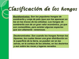 Clasificación de los hongos
  Basidiomicetos: Son los populares hongos de
  sombrerito y oreja de palo (que son los aparecen en
  los en los trocos de los árboles). Los hongos de
  sombrerito son de un gran valor económico, ya que
  son comestibles, pero existen algunas especies
  que son altamente venenosas.

  Deuteromicetes: Son cuando los hongos forman los
  líquenes, los cuales tienen una gran distribución en
  la superficie de la tierra, se pueden ver en las
  selvas, en la corteza de los árboles, en los desiertos
  y aun sobre las rocas y lugares nevados.
 