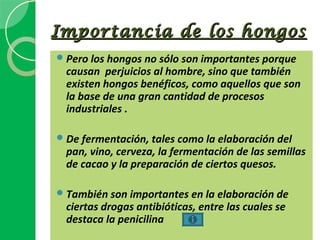 Importancia de los hongos
 Pero los hongos no sólo son importantes porque
  causan perjuicios al hombre, sino que también
  existen hongos benéficos, como aquellos que son
  la base de una gran cantidad de procesos
  industriales .

 De fermentación, tales como la elaboración del
  pan, vino, cerveza, la fermentación de las semillas
  de cacao y la preparación de ciertos quesos.

 También son importantes en la elaboración de
  ciertas drogas antibióticas, entre las cuales se
  destaca la penicilina
 