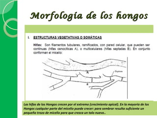  Morfología de los hongos
               




Las hifas de los Hongos crecen por el extremo (crecimiento apical). En la mayoría de los
Hongos cualquier parte del micelio puede crecer: para sembrar resulta suficiente un
pequeño trozo de micelio para que crezca un talo nuevo..
 
