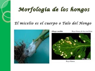 Morfología de los hongos

El micelio es el cuerpo o Talo del Hongo
 