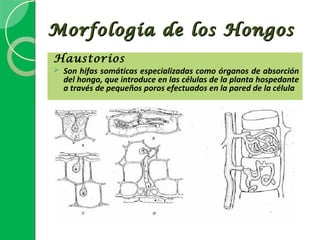 Morfología de los Hongos
Haustorios
   Son hifas somáticas especializadas como órganos de absorción
    del hongo, que introduce en las células de la planta hospedante
    a través de pequeños poros efectuados en la pared de la célula
                                                                 .
 