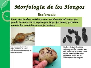Morfología de los Hongos
                              Esclerocio.
Es un cuerpo duro resistente a las condiciones adversas, que
puede permanecer en reposo por largos periodos y germinar
cuando las condiciones sean favorables.




Esclerotos de Sclerotium                      Esclerotis de Sclerotinia
rolfsii, esféricos de color                   sclerotiorum. Se caracterizan
castaño formándose sobre un
                                              por su forma irregular, color
bulbo de cebolla
                                              negro y tamaño variable
                                              pudiendo llegar a 1 o 2
                                              centímetros de longitud.
 
