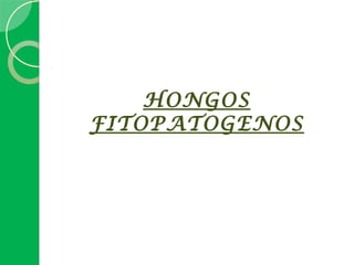 HONGOS
FITOPATOGENOS
 