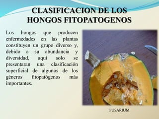CLASIFICACION DE LOS
HONGOS FITOPATOGENOS
Los hongos que producen
enfermedades en las plantas
constituyen un grupo diverso y,
debido a su abundancia y
diversidad, aquí solo se
presentaran una clasificación
superficial de algunos de los
géneros fitopatógenos más
importantes.
FUSARIUM
 