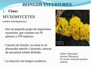 HONGOS INFERIORES
I. Clase:
MYXOMYCETES
(mohos mucilaginosos).
Son un pequeño grupo de organismos
eucariotas, que cuentan con 59
géneros y 870 especies.
Carecen de micelio, su soma es un
plasmodio amorfo y desnudo, carecen
de una pared celular definida.
La mayoría son hongos acuáticos.
Orden: Physarales
Genero: Physarum
N. común: moho de muchas
cabezas
 