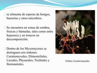 se alimenta de esporas de hongos,
bacterias y otros microbios.
Se encuentra en zonas de sombra,
frescas y húmedas, tales como entre
hojarasca y en troncos en
descomposición.
Dentro de los Myxomycetes se
distinguen seis órdenes:
Ceratiomyxales, Ehinosteliales,
Liceales, Physarales, Trichiales y
Stemonitales.
 