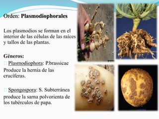 Orden: Plasmodiophorales
Los plasmodios se forman en el
interior de las células de las raíces
y tallos de las plantas.
Géneros:
Plasmodiophora: P.brassicae
Produce la hernia de las
crucíferas.
Spongospora: S. Subterránea
produce la sarna polvorienta de
los tubérculos de papa.
 