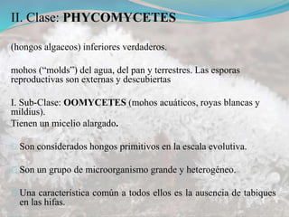II. Clase: PHYCOMYCETES
(hongos algaceos) inferiores verdaderos.
mohos (“molds”) del agua, del pan y terrestres. Las esporas
reproductivas son externas y descubiertas
I. Sub-Clase: OOMYCETES (mohos acuáticos, royas blancas y
mildius).
Tienen un micelio alargado.
Son considerados hongos primitivos en la escala evolutiva.
Son un grupo de microorganismo grande y heterogéneo.
Una característica común a todos ellos es la ausencia de tabiques
en las hifas.
 