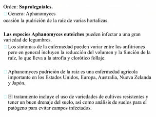 Orden: Saprolegniales.
Genero: Aphanomyces
ocasión la pudrición de la raíz de varias hortalizas.
Las especies Aphanomyces euteiches pueden infectar a una gran
variedad de legumbres.
Los síntomas de la enfermedad pueden variar entre los anfitriones
pero en general incluyen la reducción del volumen y la función de la
raíz, lo que lleva a la atrofia y clorótico follaje.
Aphanomyces pudrición de la raíz es una enfermedad agrícola
importante en los Estados Unidos, Europa, Australia, Nueva Zelanda
y Japón.
El tratamiento incluye el uso de variedades de cultivos resistentes y
tener un buen drenaje del suelo, así como análisis de suelos para el
patógeno para evitar campos infectados.
 