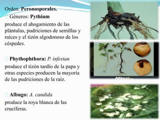 Orden: Peronosporales.
Géneros: Pythium
produce el ahogamiento de las
plántulas, pudriciones de semillas y
raíces y el tizón algodonoso de los
céspedes.
Phythophthora: P. infestan
produce el tizón tardío de la papa y
otras especies producen la mayoría
de las pudriciones de la raíz.
Albugo: A. candida
produce la roya blanca de las
crucíferas.
 