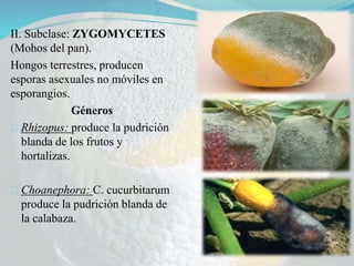 II. Subclase: ZYGOMYCETES
(Mohos del pan).
Hongos terrestres, producen
esporas asexuales no móviles en
esporangios.
Géneros
Rhizopus: produce la pudrición
blanda de los frutos y
hortalizas.
Choanephora: C. cucurbitarum
produce la pudrición blanda de
la calabaza.
 