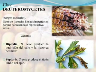 Clase:
DEUTEROMYCETES
(hongos asexuales).
También llamados hongos imperfectos
porque no tienen fase reproductiva
sexual.
Géneros
Diplodia: D. zeae produce la
pudrición del tallo y la mazorca
del maíz.
Septoria: S. apti produce el tizón
tardío del apio.
 