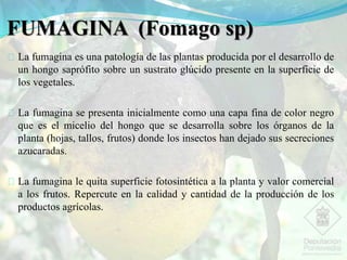 FUMAGINA (Fomago sp)
La fumagina es una patología de las plantas producida por el desarrollo de
un hongo saprófito sobre un sustrato glúcido presente en la superficie de
los vegetales.
La fumagina se presenta inicialmente como una capa fina de color negro
que es el micelio del hongo que se desarrolla sobre los órganos de la
planta (hojas, tallos, frutos) donde los insectos han dejado sus secreciones
azucaradas.
La fumagina le quita superficie fotosintética a la planta y valor comercial
a los frutos. Repercute en la calidad y cantidad de la producción de los
productos agrícolas.
 