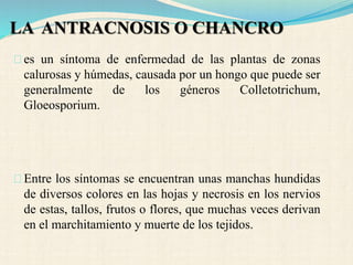 LA ANTRACNOSIS O CHANCRO
es un síntoma de enfermedad de las plantas de zonas
calurosas y húmedas, causada por un hongo que puede ser
generalmente de los géneros Colletotrichum,
Gloeosporium.
Entre los síntomas se encuentran unas manchas hundidas
de diversos colores en las hojas y necrosis en los nervios
de estas, tallos, frutos o flores, que muchas veces derivan
en el marchitamiento y muerte de los tejidos.
 