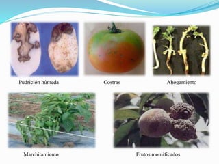 Pudrición húmeda Costras Ahogamiento
Marchitamiento Frutos momificados
 