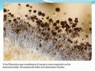 A los filamentos que constituyen el cuerpo o soma vegetativo se les
denomina hifas. Al conjunto de hifas se le denomina micelio.
 