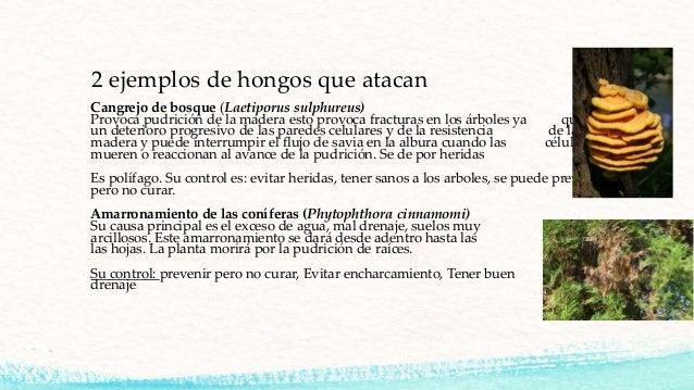 Que hacer si sobre las palmas el hongo como curar