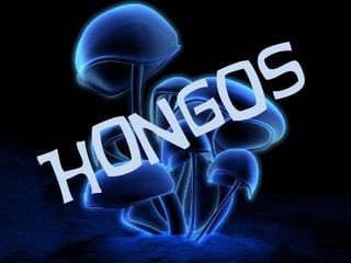 Hongos
 