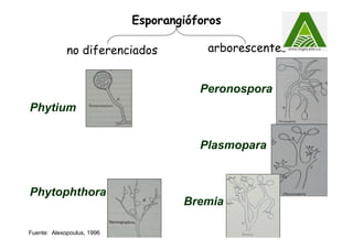 Esporangióforos
Phytium
Phytophthora
Peronospora
Plasmopara
Bremia
no diferenciados arborescentes
Fuente: Alexopoulus, 1996
 