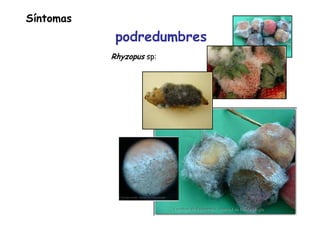 Síntomas
podredumbres
Rhyzopus sp:
 