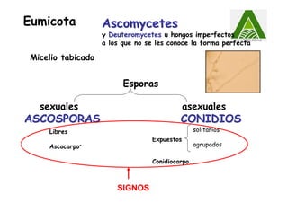 Eumicota
Micelio tabicado
Esporas
sexuales asexuales
ASCOSPORASASCOSPORAS CONIDIOSCONIDIOS
Libres
Ascocarpo∗∗∗∗
Expuestos
Conidiocarpo
solitarios
agrupados
SIGNOS
AscomycetesAscomycetes
yy DeuteromycetesDeuteromycetes u hongos imperfectos
a los que no se les conoce la forma perfecta
 