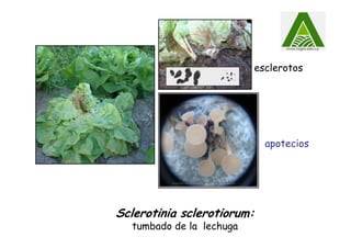 esclerotos
apotecios
Sclerotinia sclerotiorum:
tumbado de la lechuga
 