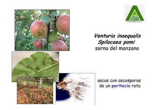 Venturia inaequalis
Spilocaea pomi
sarna del manzano
ascas con ascosporas
de un peritecio roto
 