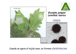 www.agro.uba.ar
Erysiphe poligoni
Leveillula taurica
OIDIO
Cuando se agota el tejido sano, se forman cleistotecios
botany.upol.cz
 