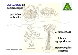 CONIDIOSCONIDIOS en
conidiocarpos:
picnidios
acérvulos
Fuente: Alexopoulus, 1996
o expuestos:
Libres o
agrupados en
esporodoquios
sinemas
 