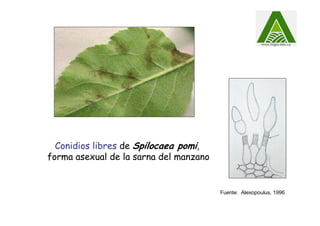 Conidios libres de Spilocaea pomi,
forma asexual de la sarna del manzano
Fuente: Alexopoulus, 1996
 