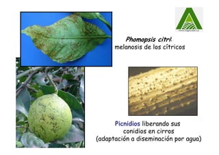 Picnidios liberando sus
conidios en cirros
(adaptación a diseminación por agua)
Phomopsis citri:
melanosis de los cítricos
 