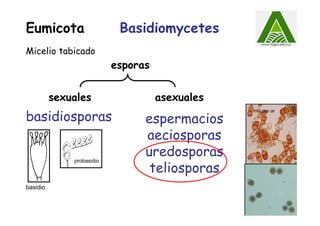Basidiomycetes
esporas
sexuales asexuales
basidiosporas espermacios
aeciosporas
uredosporas
teliosporas
basidio
probasidio
Eumicota
Inta.gov.ar
Micelio tabicado
 