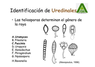 Identificación de Uredinales
• Las teliosporas determinan el género de
la roya
A.Uromyces
B. Pileolaria
C.Puccinia
D. Uropyxis
E. Xenodochus
F. Phragmidium
G. Nyssospora
H.Ravenelia (Alexopoulus, 1996)
 