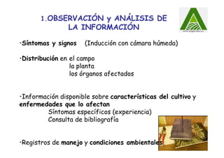 1.OBSERVACIÓN y ANÁLISIS DE
LA INFORMACIÓN
•Síntomas y signos (Inducción con cámara húmeda)
•Distribución en el campo
la planta
los órganos afectados
•Información disponible sobre características del cultivo y
enfermedades que lo afectan
Síntomas específicos (experiencia)
Consulta de bibliografía
•Registros de manejo y condiciones ambientales
 