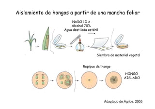 NaOCl 1% o
Alcohol 70%
Agua destilada estéril
Repique del hongo
HONGO
AISLADO
Aislamiento de hongos a partir de una mancha foliar
Siembra de material vegetal
Adaptado de Agrios, 2005
 