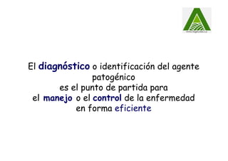 El diagnóstico o identificación del agente
patogénico
es el punto de partida para
el manejo o el control de la enfermedad
en forma eficiente
 