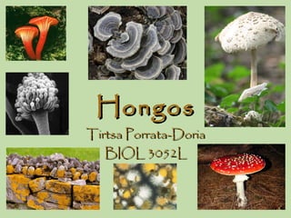 HongosHongos
Tirtsa Porrata-DoriaTirtsa Porrata-Doria
BIOL 3052LBIOL 3052L
 