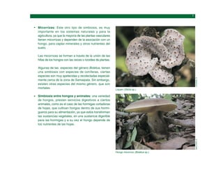 Hongo micorrizo (Boletus sp.)
MAILLARD,
O.
Liquen (Sticta sp.)
LÜCKING,
R.
Micorrizas: Este otro tipo de simbiosis, es muy
importante en los sistemas naturales y para la
agricultura, ya que la mayoría de las plantas vasculares
tienen micorrizas y dependen de la asociación con un
hongo, para captar minerales y otros nutrientes del
suelo.
Las micorrizas se forman a través de la unión de las
hifas de los hongos con las raíces o rizoides de plantas.
Algunas de las especies del género Boletus, tienen
una simbiosis con especies de coníferas, ciertas
especies son muy apetecidas y recolectadas especial-
mente cerca de la zona de Samaipata. Sin embargo,
existen otras especies del mismo género, que son
mortales.
Simbiosis entre hongos y animales: una variedad
de hongos, prestan servicios digestivos a ciertos
animales, como es el caso de las hormigas cortadoras
de hojas, que cultivan hongos dentro de sus hormi-
gueros para su alimentación, ya que estos transforman
las sustancias vegetales, en una sustancia digerible
para las hormigas y a su vez el hongo depende de
los nutrientes de las hojas.
 