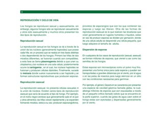 REPRODUCCIÓN Y CICLO DE VIDA
Los hongos se reproducen sexual y asexualmente, sin
embargo, algunos hongos sólo se reproducen sexualmente
y otros sólo asexualmente y muchos otros presentan los
dos tipos de reproducción.
Reproducción sexual
La reproducción sexual en los hongos se da a través de la
unión de los núcleos (generalmente haploides) que posee
cada hifa; es un proceso que se realiza en tres fases distintas
o dos dependiendo de los hongos. Primero las hifas de dos
micelios diferentes, se fusionan cuando son compatibles,
a esta fase se llama plasmogamia debido a que unen su
citoplasma y los núcleos en una sola célula; posteriormente
ocurre la cariogamia , en el cual, los núcleos haploides se
fusionan y producen células diploides. Finalmente, sucede
la meiosis donde vuelve nuevamente a ser haploide y se
forman estructuras reproductivas que producen esporas.
Reproducción asexual
La reproducción asexual, no presenta células sexuales ni
la unión de núcleos. Existen varios tipos de reproducción
asexual que varía de acuerdo al tipo de hongo. Por ejemplo,
en el moho negro-verdoso que generalmente sale en el pan
y otros alimentos; las hifas crecen rápidamente y se expanden
formando micelios, estos a su vez, producen esporangioforos,
provistos de esporangios que son los que contienen las
esporas y luego las liberan. Otra de las formas de
reproducción asexual es la que realizan las levaduras que
viven generalmente en lugares húmedos o líquidos, estas
en vez de producir esporas se dividen por gemación, donde
de una célula adulta se desprende una célula pequeña, que
luego adquiere el tamaño de adulta.
Dispersión de esporas
En cualquiera de los casos de reproducción (sexual, asexual)
se forman millones de esporas, que vienen a ser como las
semillas de los hongos.
Estas esporas son microscópicas como un polvo muy fino,
presentan una forma única para cada especie y pueden ser
transportadas a grandes distancias por el viento, por el agua
o en las patas de insectos para luego aterrizar en un sitio
con las condiciones necesarias para germinar.
Por ejemplo, el género Geastrum se caracteriza por presentar
una especie de cavidad gástrica llamada gleba, la cual,
alberga millones de esporas que son expulsadas a través
de un pequeño orificio llamado ostiolo que se encuentra en
la parte superior, cuando las gotas de agua caen sobre el
hongo estas son eyectadas y dispersadas generalmente
por el viento.
 