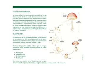 CALZADILLA,
E.
Ciclo de vida de los hongos
La siguiente figura pertenece al ciclo de vida de un hongo
Basidiomycete donde se puede observar como el cuerpo
fructífero produce esporas (fase reproductiva) que son
eyectadas a grandes distancias y cuando estas caen sobre
un substrato adecuado (humedad y alimento), germinan
formando hifas que posteriormente forman pequeñas masas
de hifas entrelazadas dando origen al micelio (fase
vegetativa), el cual posteriormente producirá botones o
primordios que emergerán del substrato y se desarrollaran
los cuerpos fructíferos.
CLASIFICACIÓN
La clasificación de los hongos está basada en los métodos
de reproducción, es decir sexual y asexual, donde se ven
diferenciadas entre los diversos grupos las características
estructurales internas como ser: esporas e hifas.
Blackwell & Spatafora (2004), indican que los hongos
verdaderos están divididos taxonómicamente en cuatro
grupos o filos:
Ascomycota
Basidiomycota
Chytridiomycota
Zygomycota
Ciclo de vida de un Basidiomycete.
Sin embargo, existen otras divisiones de hongos
denominadas “hongos imperfectos”, que algunos autores
cuerpo
fructífero
adulto
esporas
Fase
reproductiva
esporas
germinando
Fase
vegetativa
hifas
micelio
cuerpo
fructífero
joven
volva
primordio
 