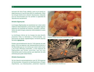 Hongos Ascomycetes (Scutellinia sp.)
ROCABADO,
D.
Pequeños hongos Zigomycetes creciendo sobre fruta.
MAILLARD,
O.
excluyen del reino Fungi, debido a que no se conoce su
etapa sexual por lo que se hace difícil su clasificación. Otros
los incluyen dentro de la división Ascomycota, indicando
que son Ascomycetes que han perdido la capacidad de
reproducirse sexualmente.
División Zigomycota
Los hongos Zigomycetes se caracterizan por crecer sobre
materia en descomposición, ya sea animal o vegetal; algunas
especies son parasitas de insectos, animales y plantas.
Varios de estos hongos ocasionan enfermedades en seres
humanos.
La morfología interna de los hongos de esta división
presentan hifas no tabicadas y multinucleadas, sus
estructuras se llaman zigosporangios, formando esporas
llamadas zigosporas.
Existen aproximadamente más de 1100 especies de este
grupo. Entre las especies más representativas tenemos a
los Mucorales que son los mohos que crecen sobre el pan
y las frutas (Rhizopus stolonifer), y otras especies de
Zigomycetes que forman micorrizas, que son muy
importantes para muchas plantas que dependen de esta
simbiosis para poder desarrollarse.
División Ascomycota
Se han descrito aproximadamente unas 32 700 especies
de Ascomycetes, incluyendo los Ascolíquenenes y Hongos
Imperfectos. Los Ascomycetes, presentan especies
 