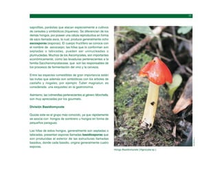 Hongo Basidiomycete (Higrocybe sp.).
ACOSTA,
L.
saprofitas, parásitas que atacan especialmente a cultivos
de cereales y simbióticos (líquenes). Se diferencian de los
demás hongos, por poseer una célula reproductiva en forma
de saco llamada asca, la cual, produce generalmente ocho
ascosporas (esporas). El cuerpo fructífero se conoce con
el nombre de ascocarpo; las hifas que lo conforman son
septadas o tabicadas, pueden ser uninucleadas o
plurinucledas. Muchos de los Ascomycetes, son importantes
económicamente, como las levaduras pertenecientes a la
familia Saccharomycetaceae, que son las responsables de
los procesos de fermentación del vino y la cerveza.
Entre las especies comestibles de gran importancia están
las trufas que además son simbióticas con los árboles de
castaño y nogales; por ejemplo Tuber magnatun, es
considerada una exquisitez en la gastronomía.
Asimismo, las colmenillas pertenecientes al género Morchella,
son muy apreciadas por los gourmets.
División Basidiomycota
Quizás este es el grupo más conocido, ya que rápidamente
se asocia con hongos de sombrero u hongos en forma de
pequeños paraguas.
Las hifas de estos hongos, generalmente son septadas o
tabicadas, presentan esporas llamadas basidiosporas que
son producidas al exterior de las estructuras llamadas
basidios, donde cada basidio, origina generalmente cuatro
esporas.
 