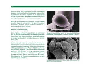 Micrografía electrónica de barrido de piel de un anfibio infectado con
Batrachochytrium dendrobatidis.
Micrografía electrónica de barrido de basidiosporas de hongo
Basidiomycete (Podaxis pistillaris). Tomado de Rocabado et al. (2007)
BERGER,
L.
Los micelios de este grupo pueden formar basidiocarpos
(cuerpos fructíferos) bastantes complejos o muy sencillos.
Actualmente, se conocen alrededor de 30 000 especies
a nivel mundial. Al igual que los Ascomycetes estos hongos
son saprofitos, parásitos y simbióticos (micorrizas).
Entre las especies más conocidas están los champiñones
que son especies comestibles y de gran importancia
económica; también existen especies venenosas y
alucinógenas del género Amanita.
División Chytridiomycota
Los hongos que pertenecen a esta división, se caracterizan
por ser microscópicos, es decir se necesita la ayuda de un
microscopio para poder observarlos), generalmente viven
en el agua (acuáticos) pero se los puede encontrar también
en el suelo.
Una de la característica más notable de esta división en un
estadio de su ciclo de vida, es la presencia de células
móviles flageladas (zoosporas). Existen aproximadamente
790 especies a nivel mundial (Raven, 1992). En su mayoría
son parásitos de plantas y de animales, especialmente de
anfibios. Por ejemplo, el hongo Batrachochytrium
dendrobatidis es el responsable de la declinación poblacional
y muerte masiva de anfibios en muchas partes del planeta.
Otras especies de Chytridiomycetes presentan un valor
económico para el hombre.
 
