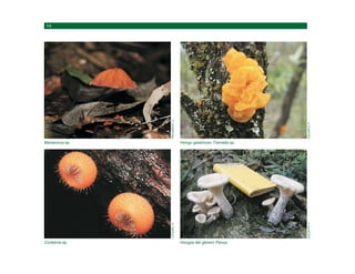 Cookenia sp.
LÜCKING,
R.
Marasmius sp.
ROCABADO,
D.
Hongos del género Panus.
AGUANTA,
F.
Hongo gelatinoso Tremella sp.
AGUANTA,
F.
 